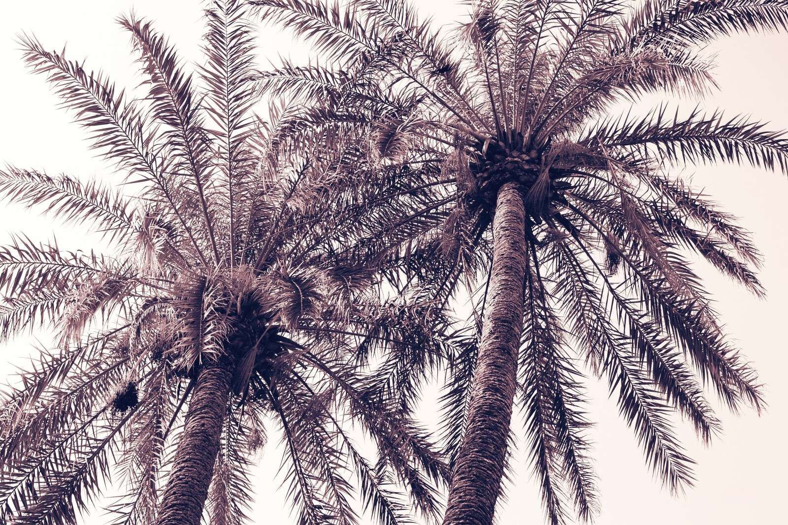 Palmiers tropicaux dans une lueur chaude