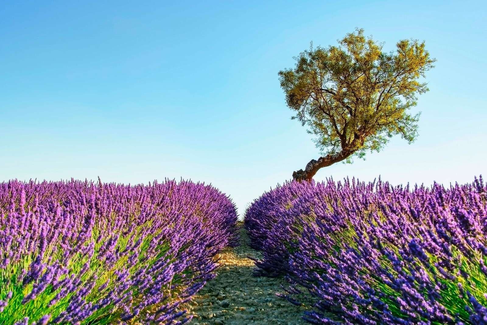 Sentier de lavande sous un ciel bleu.