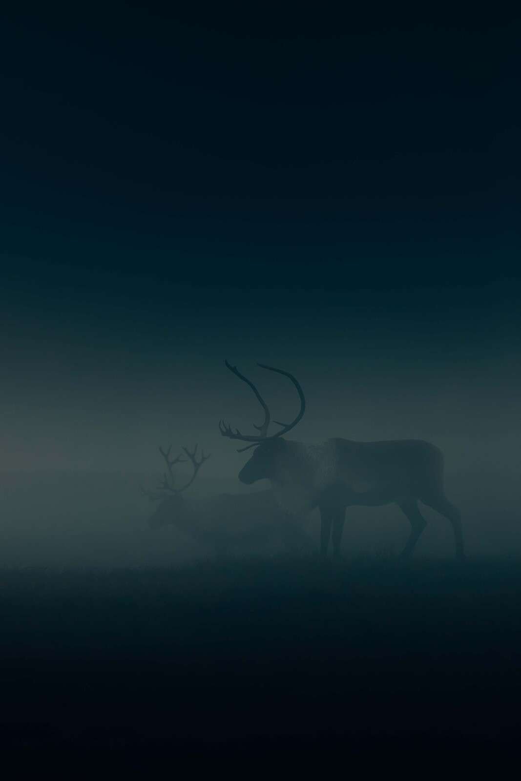 Cerfs dans la brume du matin