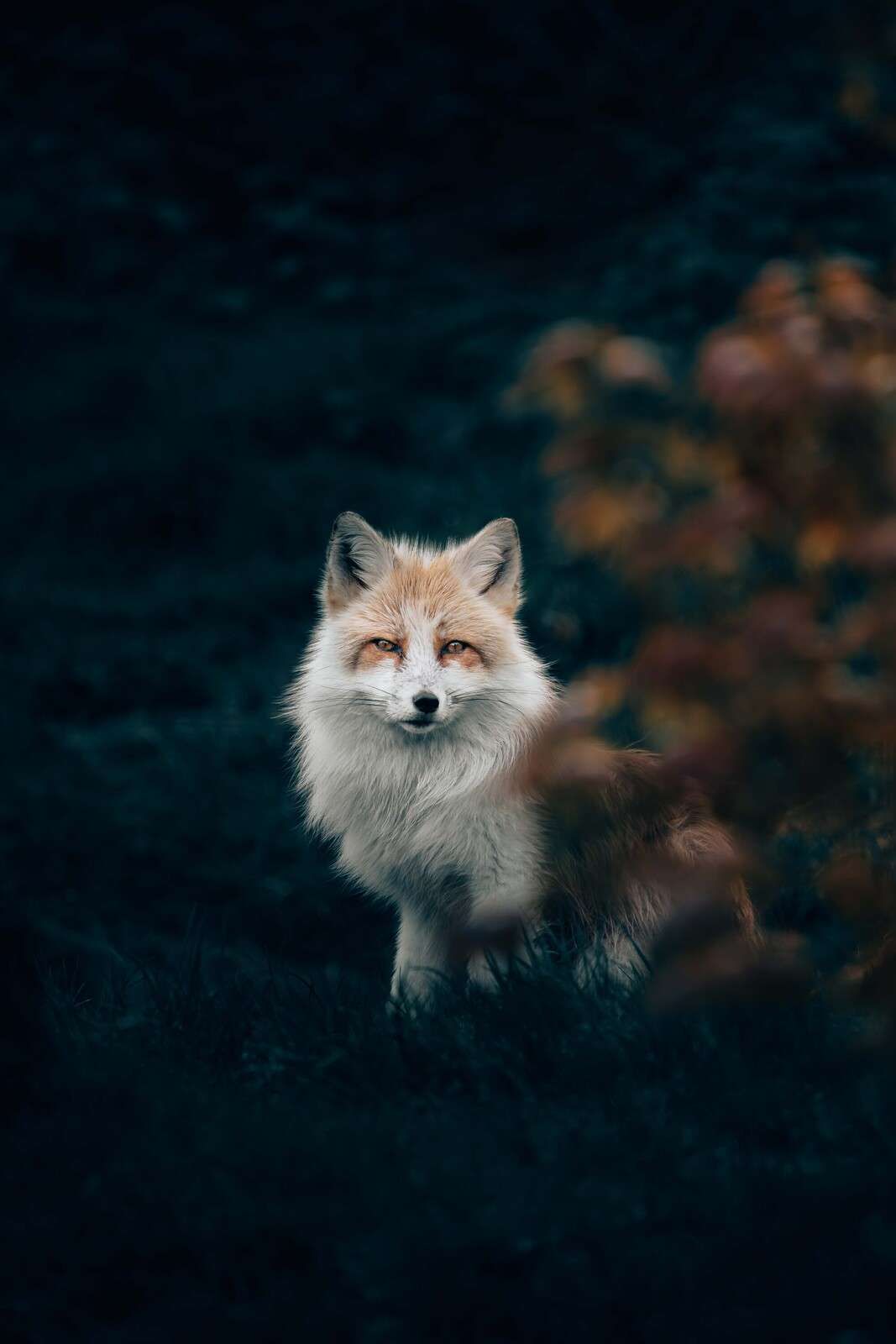 Renard dans la pénombre parmi les buissons
