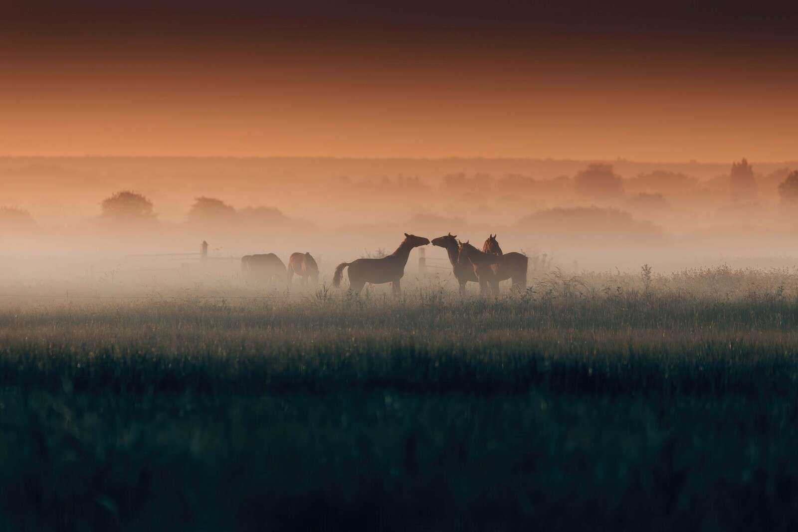 Chevaux dans la prairie matinale brumeuse