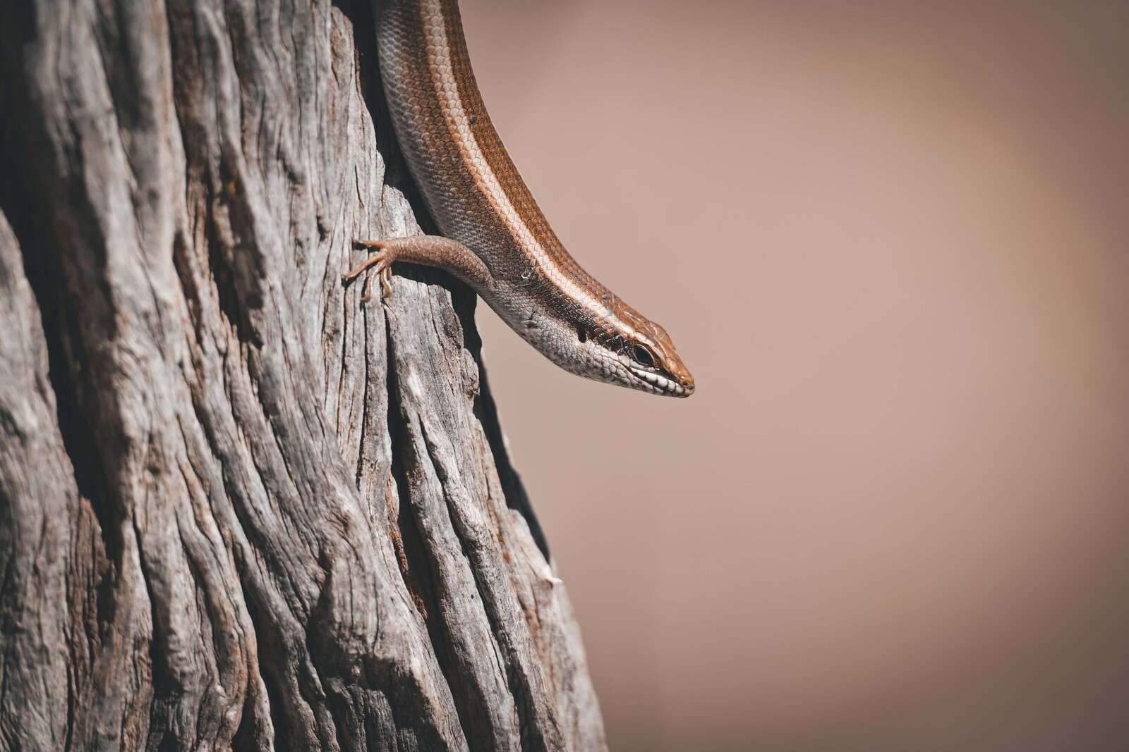 Gros plan détaillé de la peau d'un éléphant