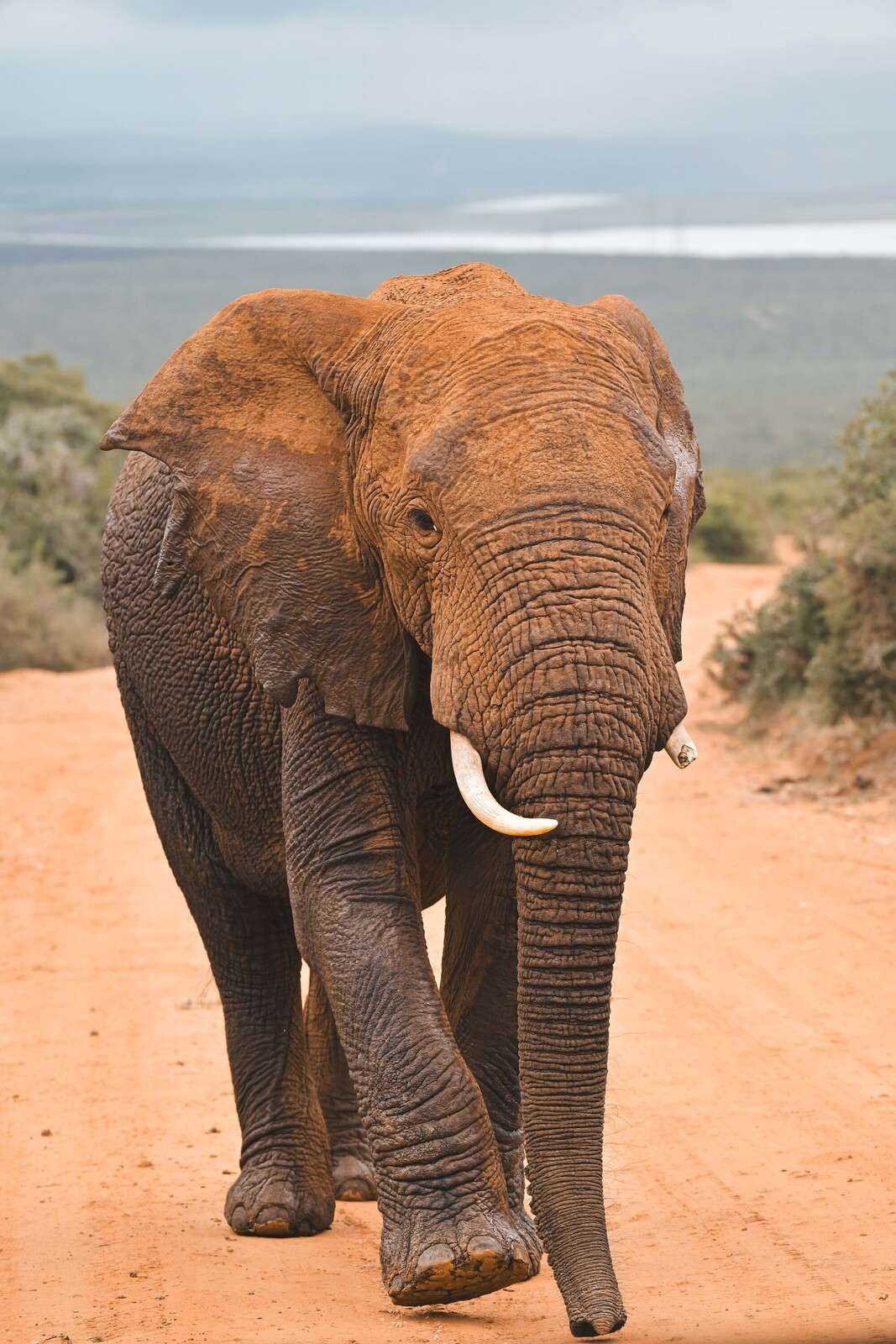 éléphant africain dans le paysage