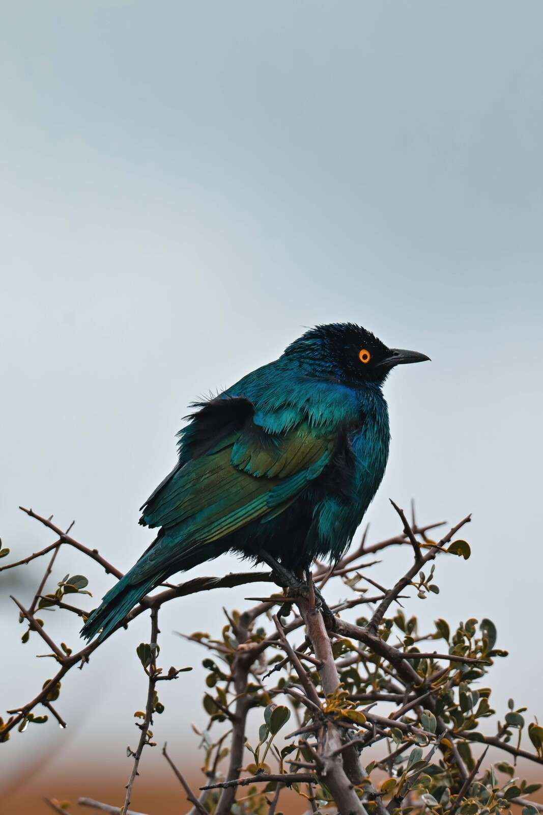 Oiseau coloré sur une branche