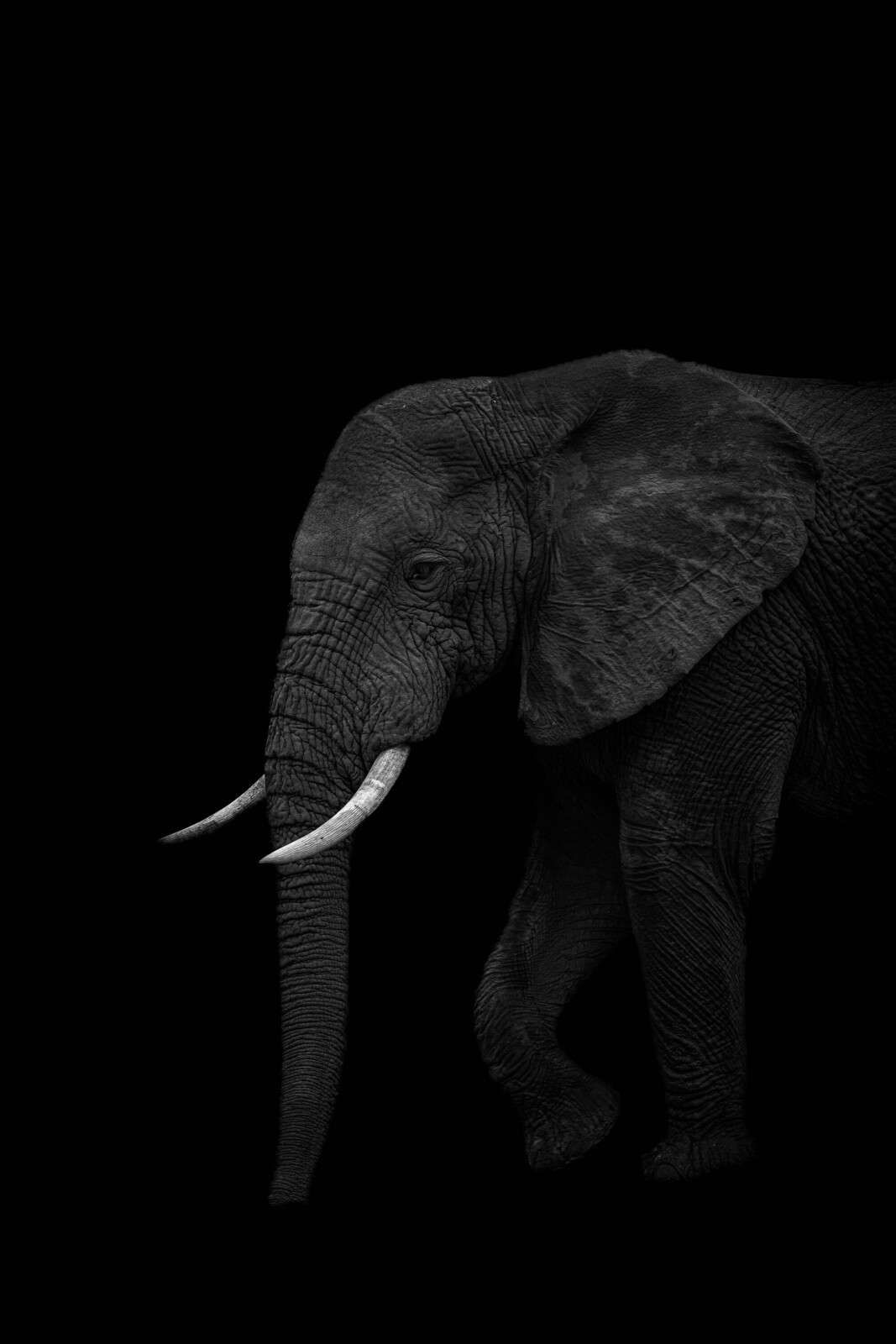 Éléphant dans l’ombre sombre
