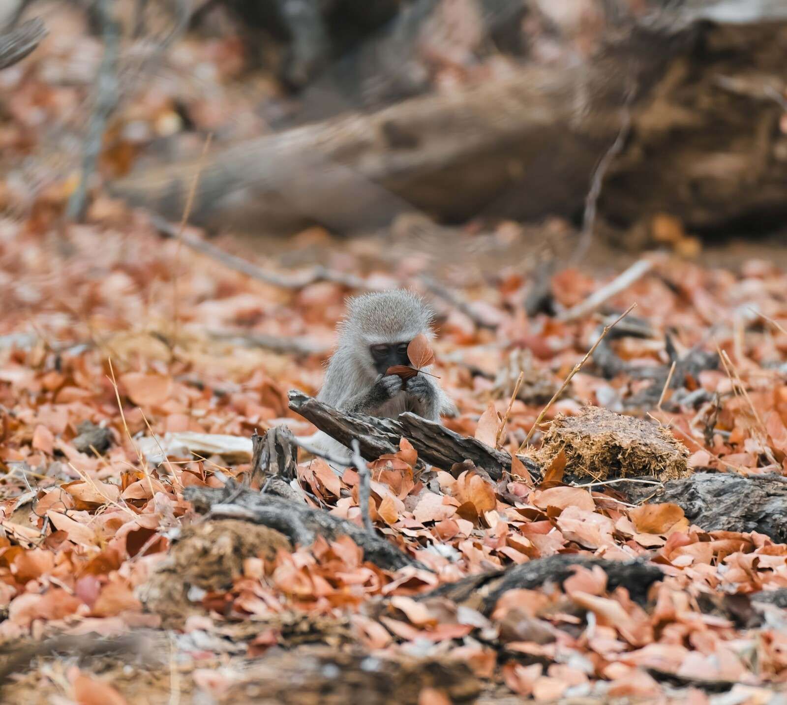 Forêt d’automne avec jeune singe