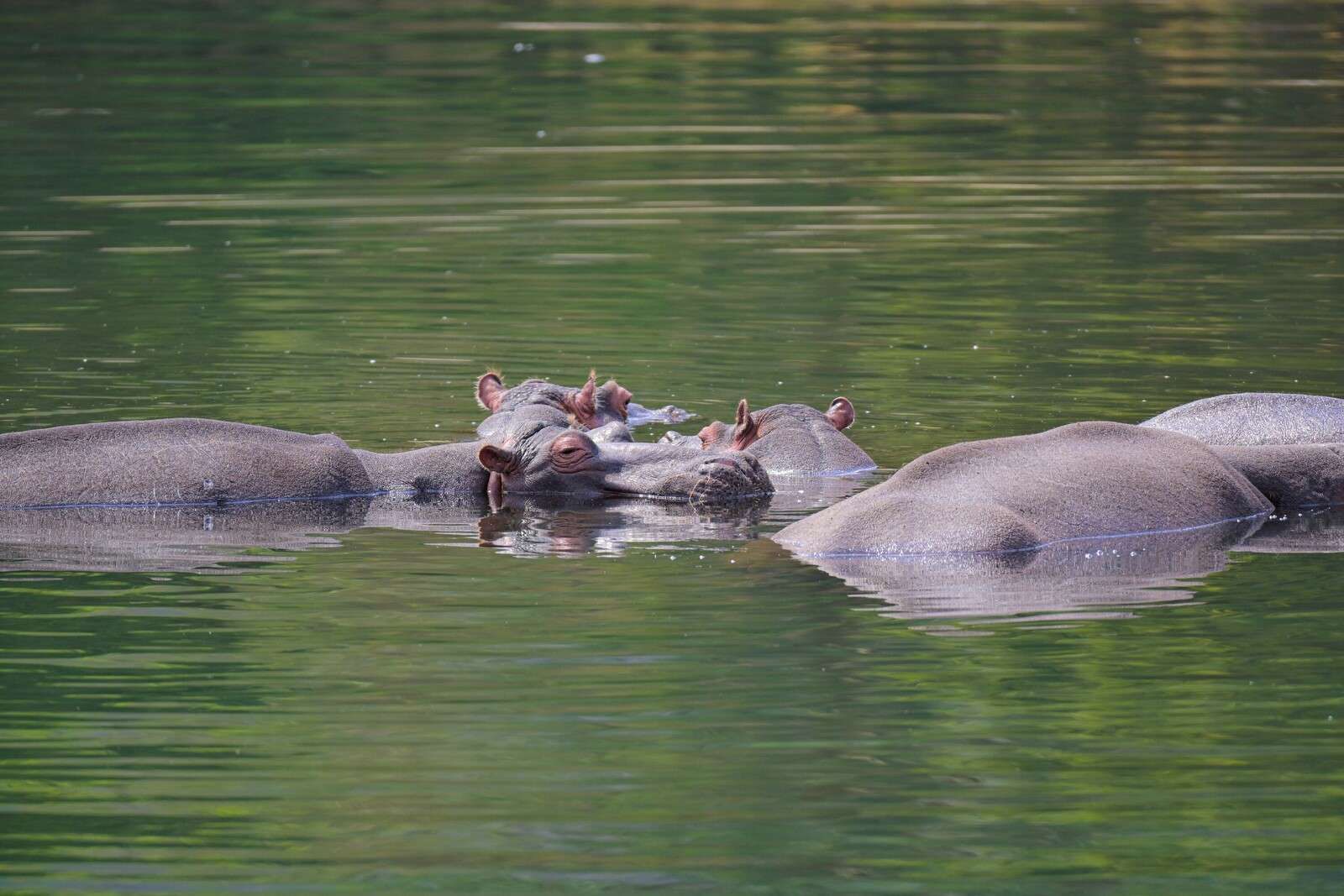 Hippopotames dans un paysage aquatique paisible