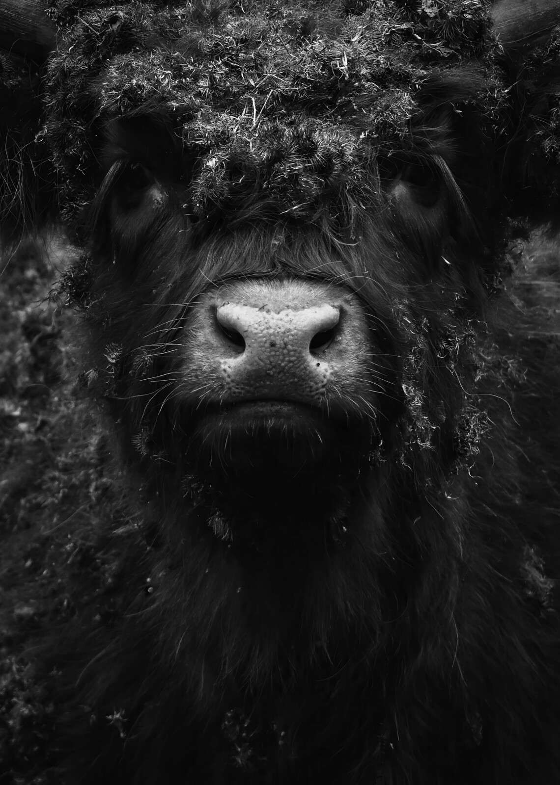 Portrait rapproché d'un Highland noir