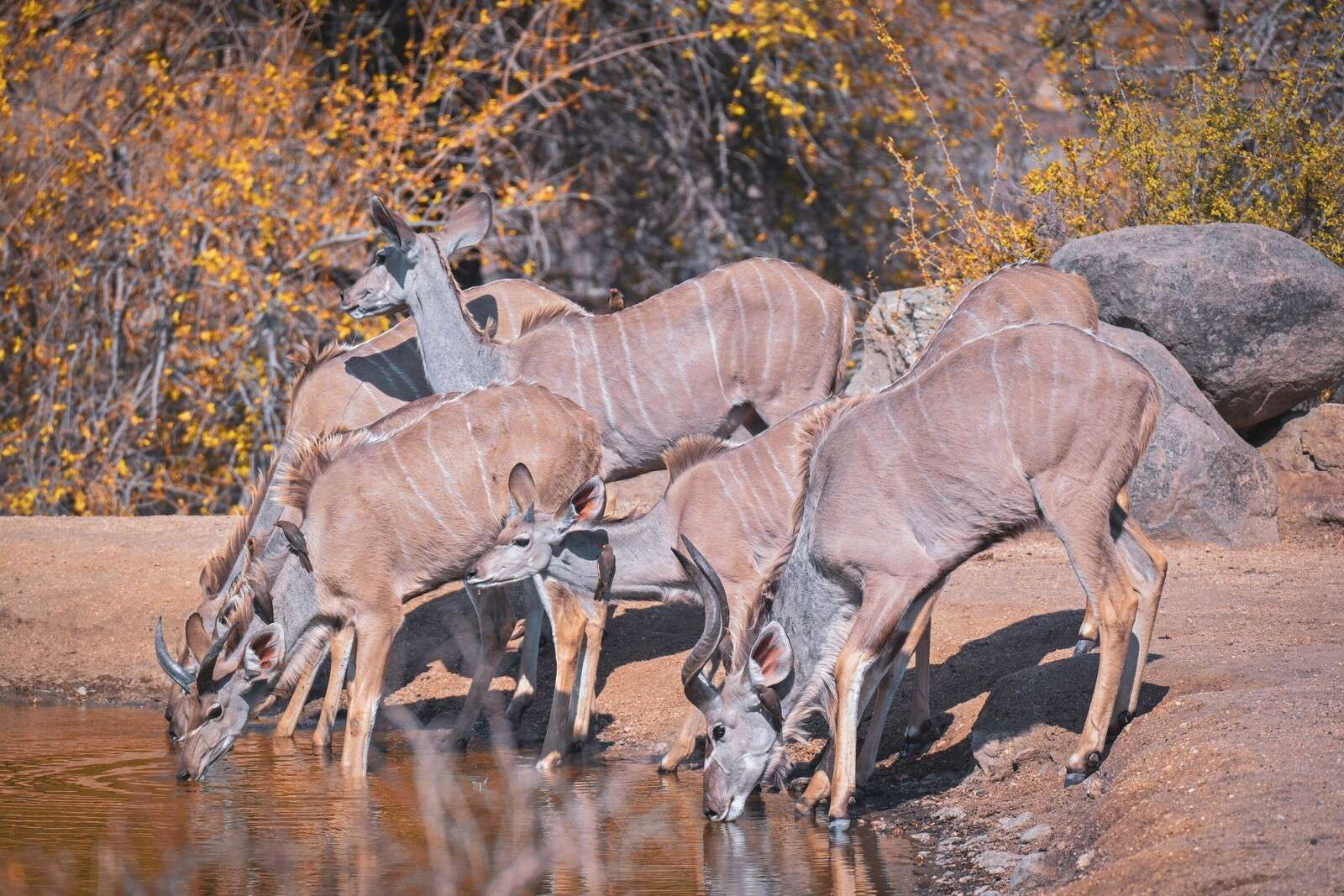 Troupeaux de koudous près d’un point d’eau