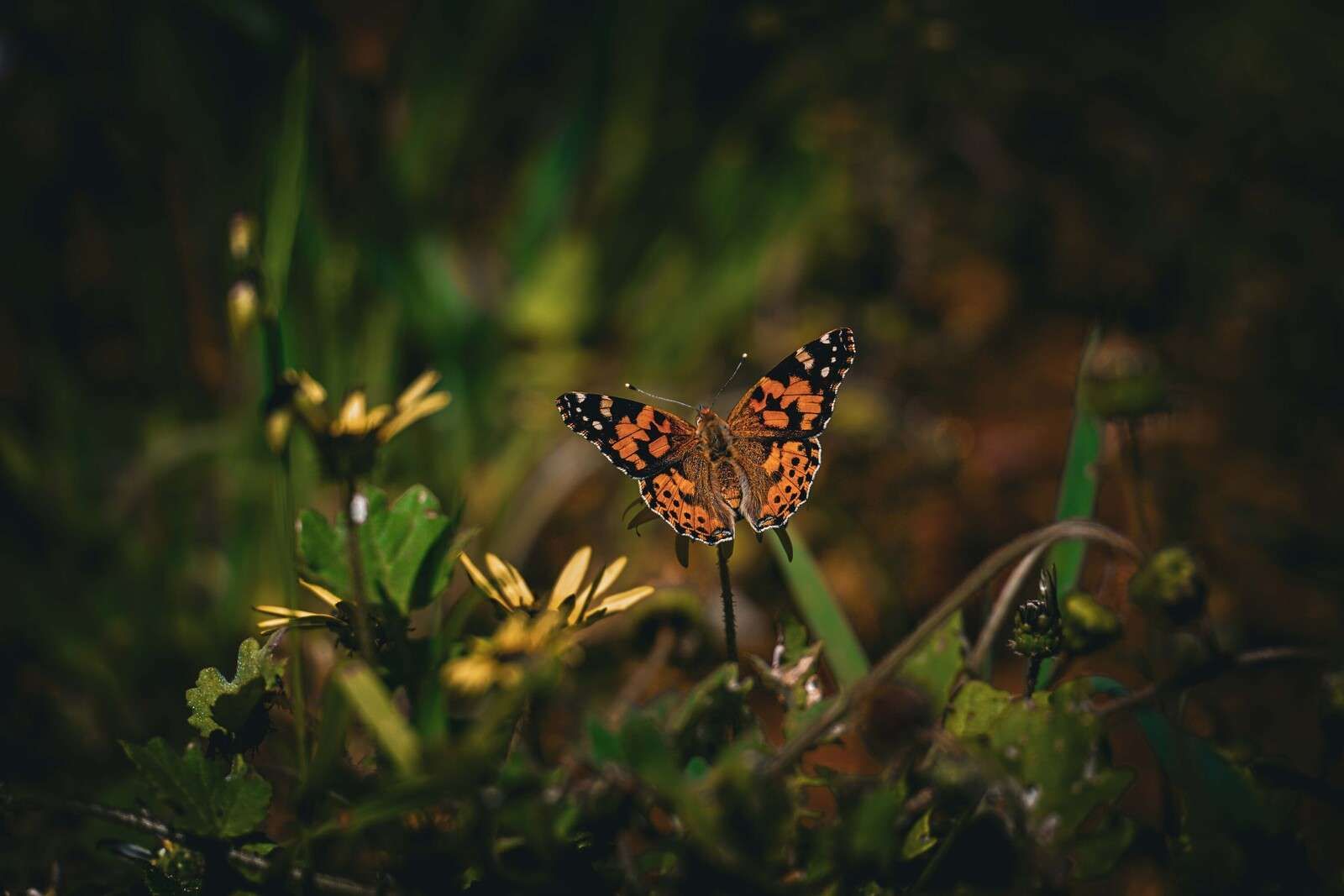 Papillon orange sur des fleurs sauvages