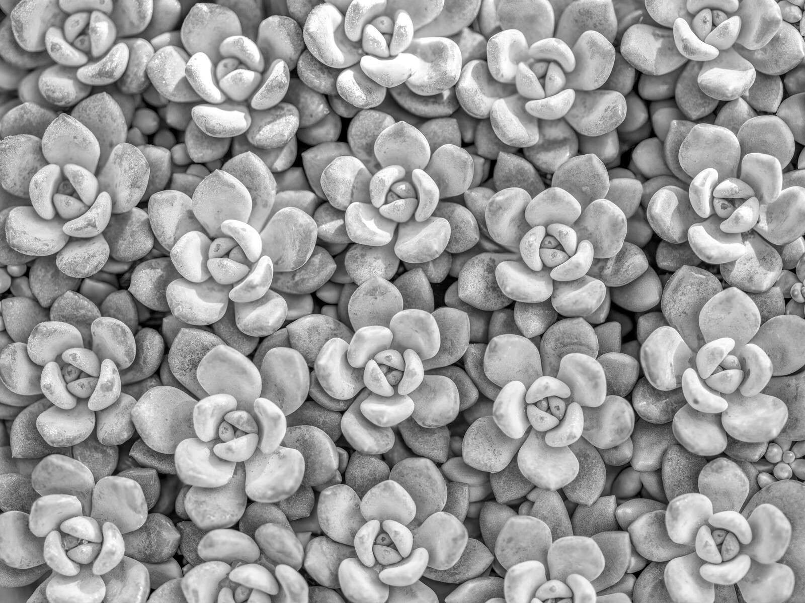 Succulentes grises avec motif en rosette