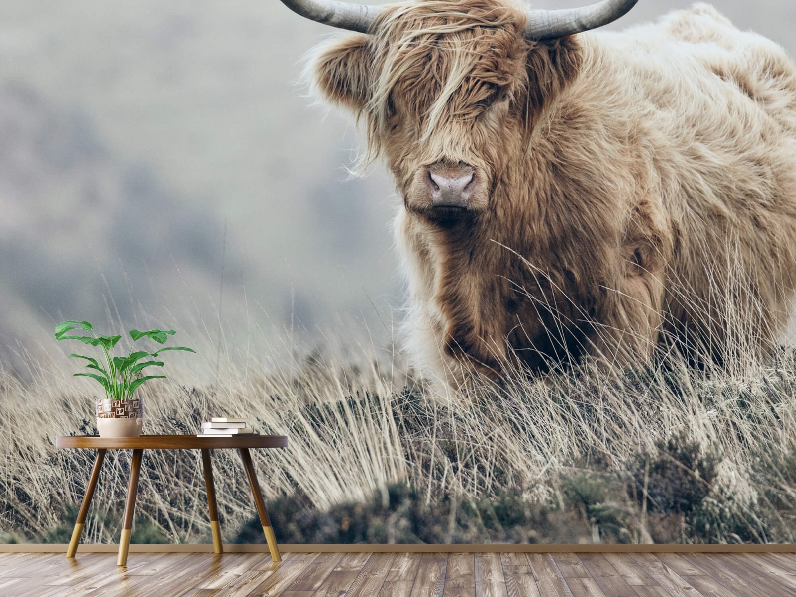 Bétail bovins - Les Highland écossais dans la nature 4