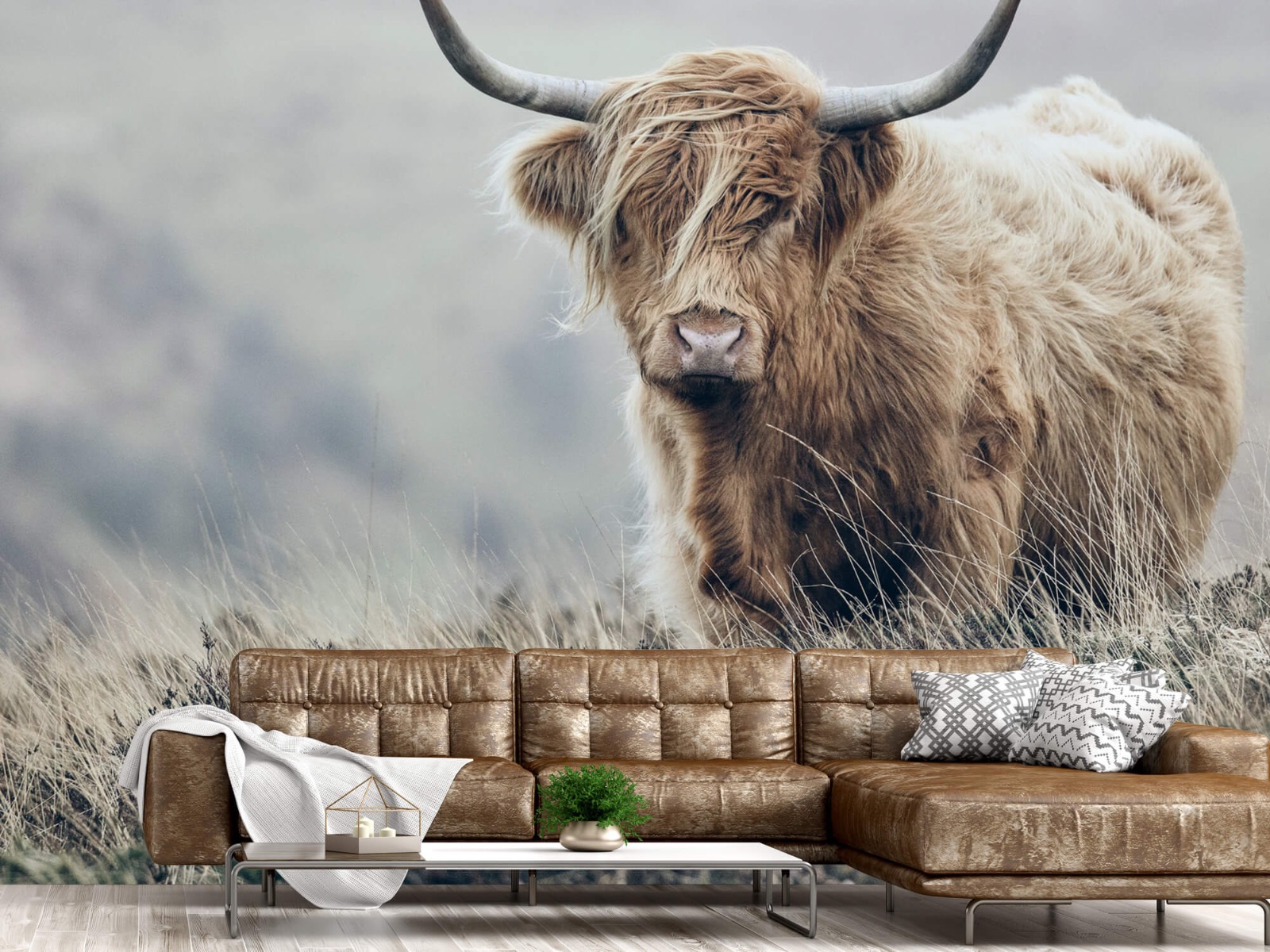 Bétail bovins - Les Highland écossais dans la nature 15