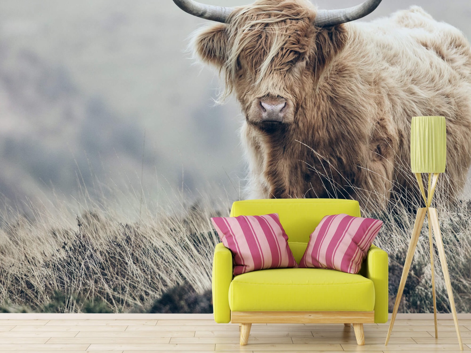 Bétail bovins - Les Highland écossais dans la nature 18
