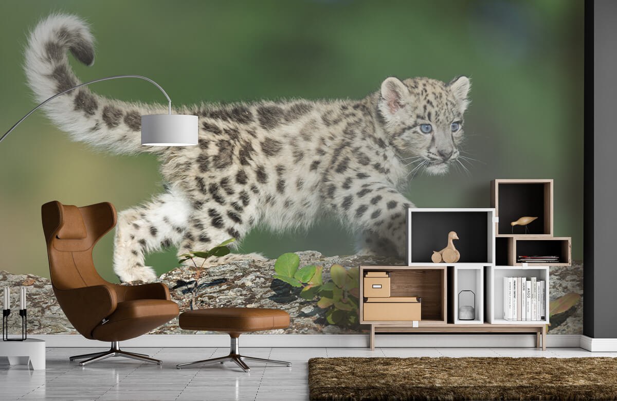 Bebe Leopard Des Neiges Papier Peint Bebe Leopard Des Neiges Papier Peint