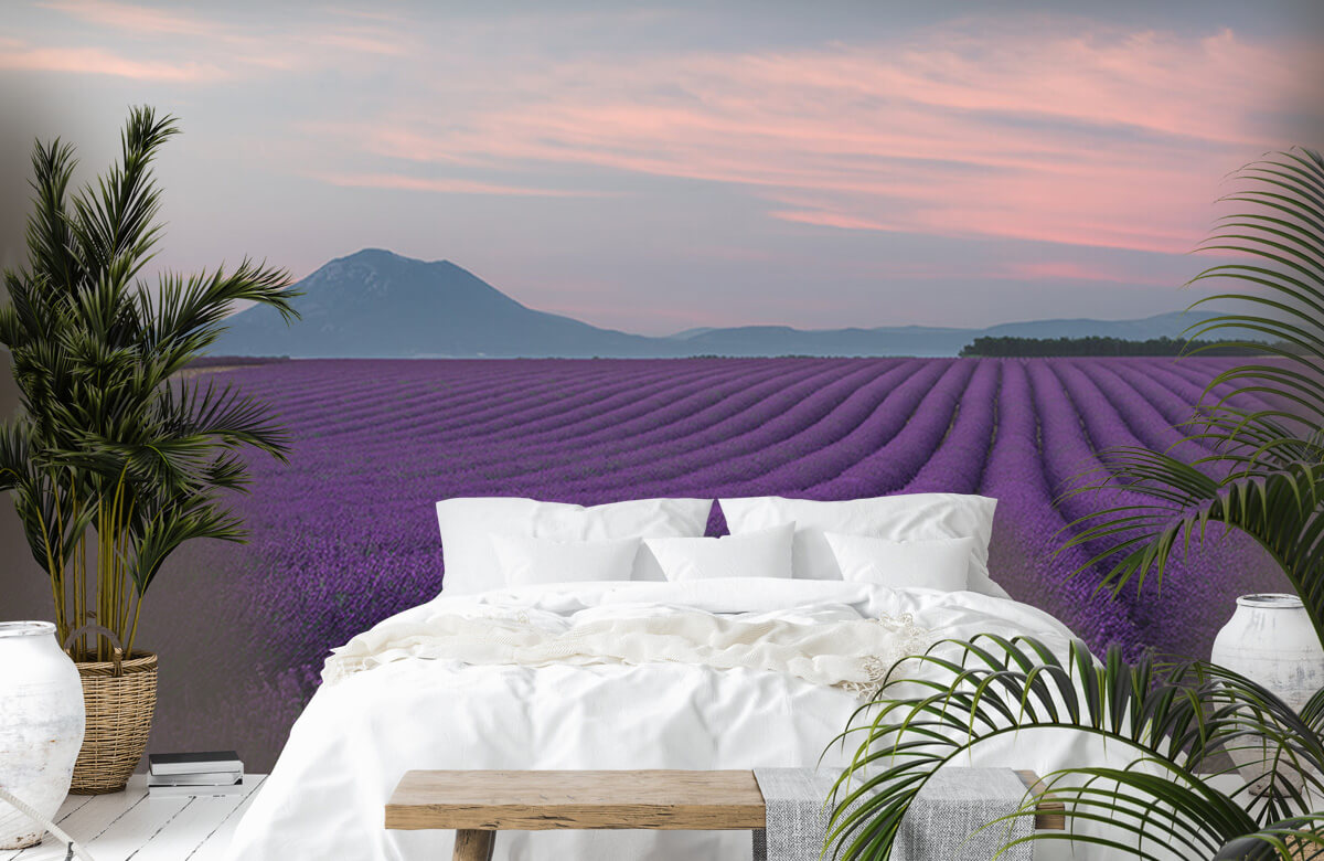Landscape Lavender field 4