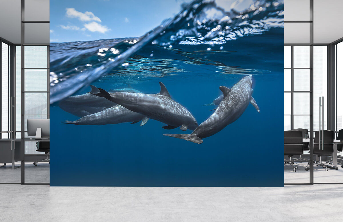 Underwater Dolphins 6