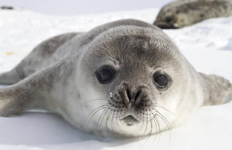 fotobehang met zeehond fotobehang met zeehond