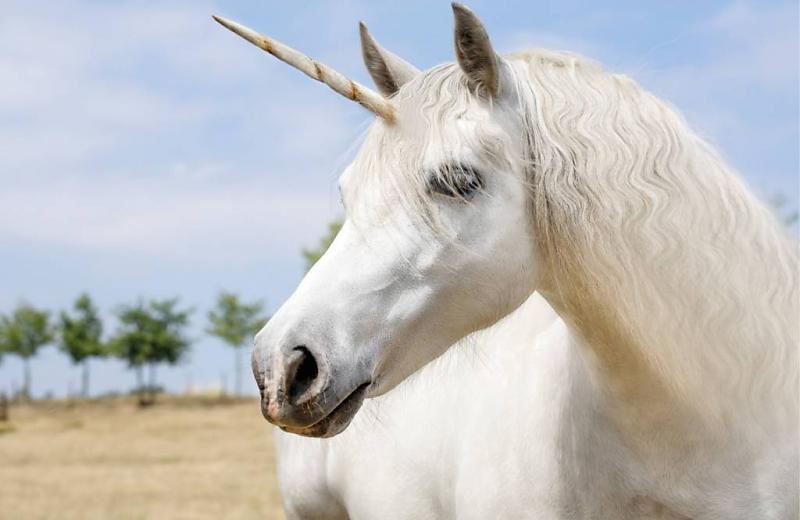 fotobehang met witte eenhoorn fotobehang met witte eenhoorn