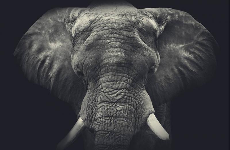fotobehang olifant fotobehang olifant
