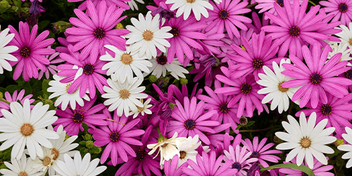 Papier peint Fleurs Papier peint Fleurs